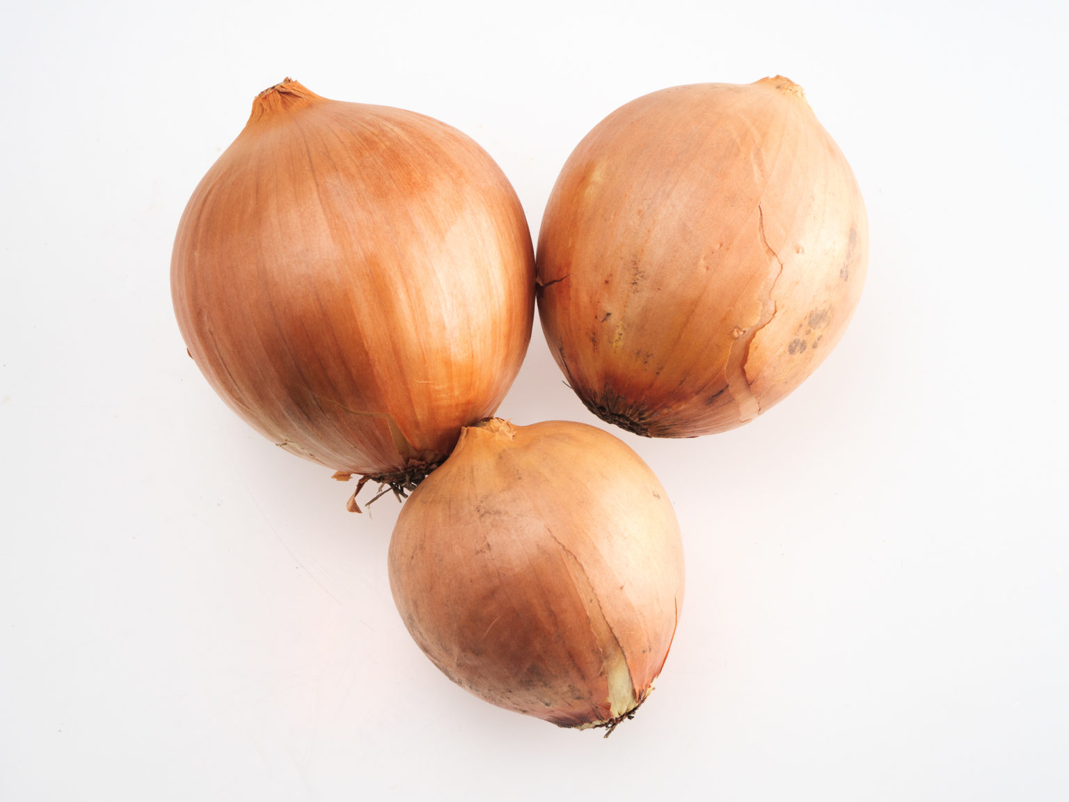 Onion (English) Bitterne Box Co